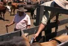 CAMPAÑA DE VACUNACION ANTIAFTOSICA Y ANTIBRUCELICA OTOÑO 2026