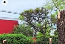 LA MOTOSIERRA VOLTEÓ ARBOLES AÑEJOS EN CAPILLA. INAUDITO